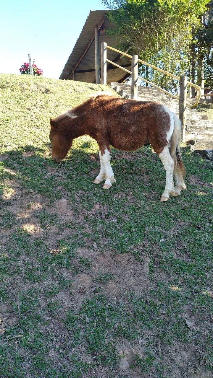Mini pônei garanhão  - Foto 3
