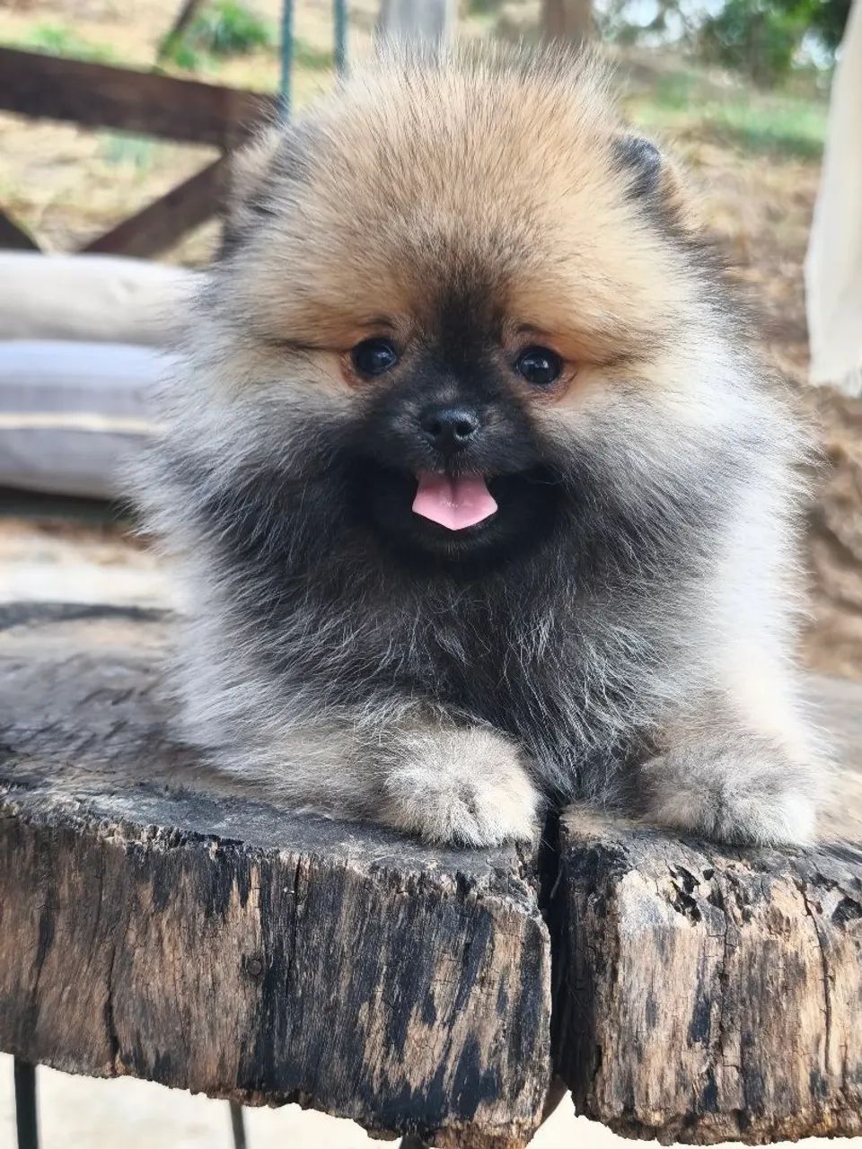 Spitz alemão ursinho laranja  - Foto 2
