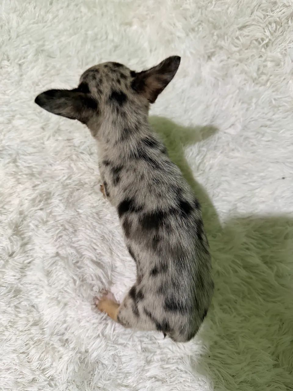 Chihuahuas - Foto 3