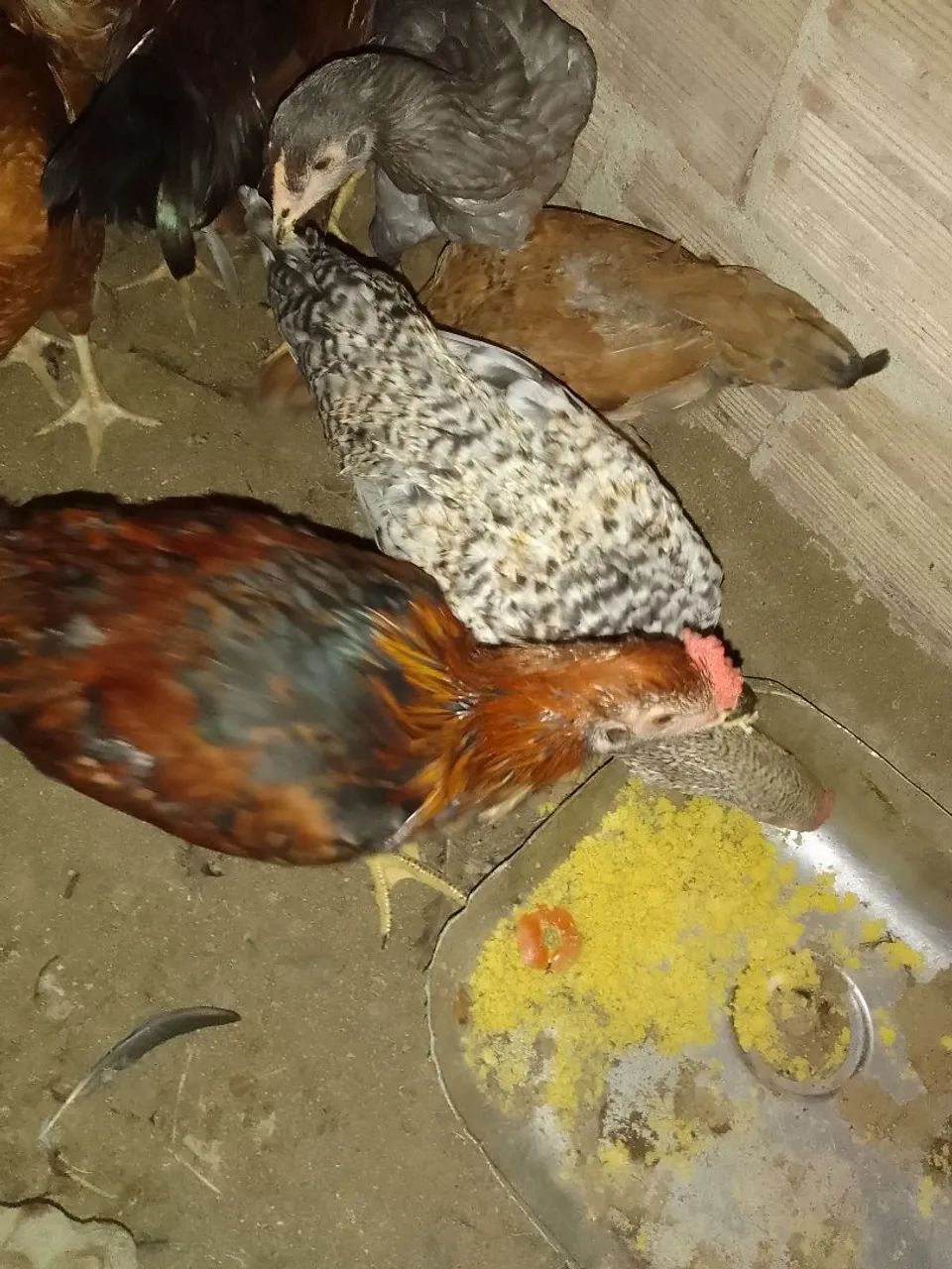 Frango capoeira  - Foto 2