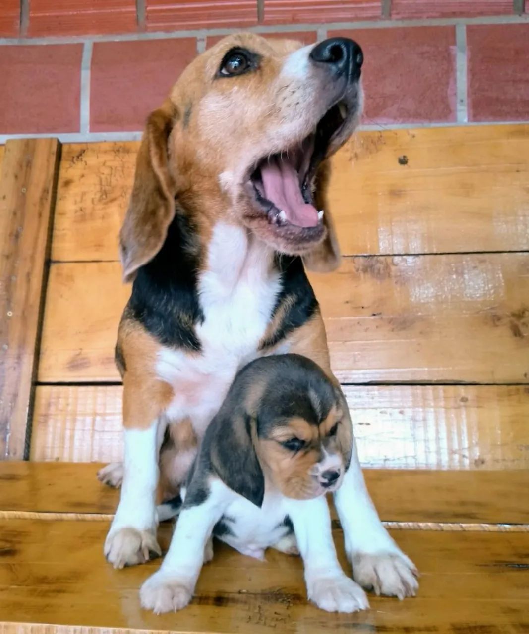 Beagle - Foto 3