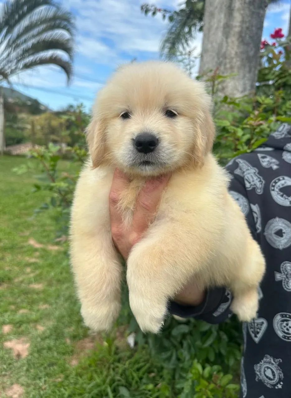 Filhotes de Golden Retriever com Pedigree CBKC