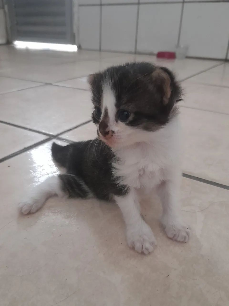 Estou doando uma gata filhote fêmeas- Adoção Responsável  (Jaboatão Centro) - Foto 5