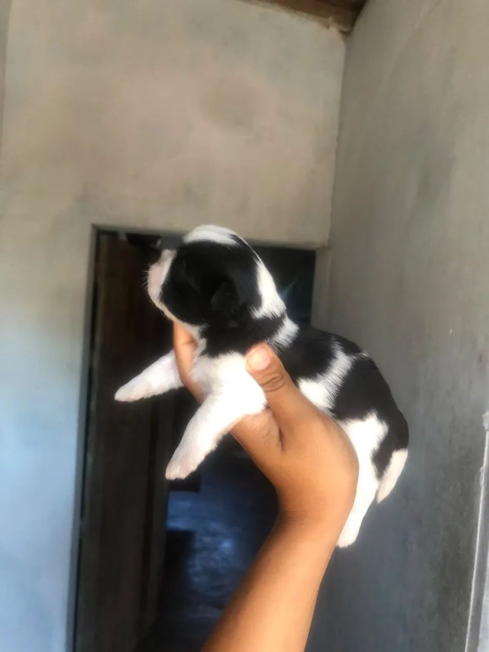 shihtzu  - Foto 2