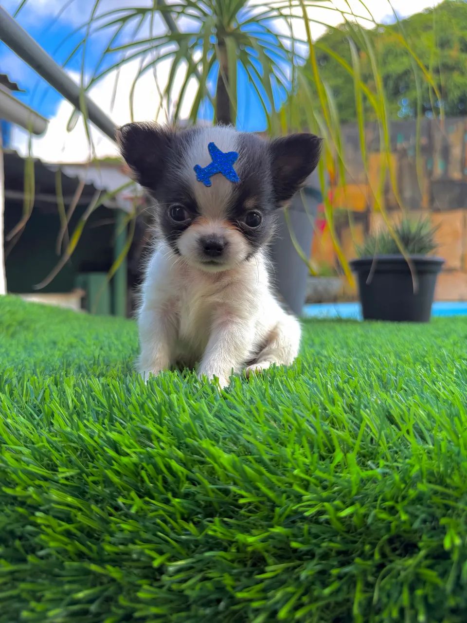 Chihuahua Miniatura  - Foto 5