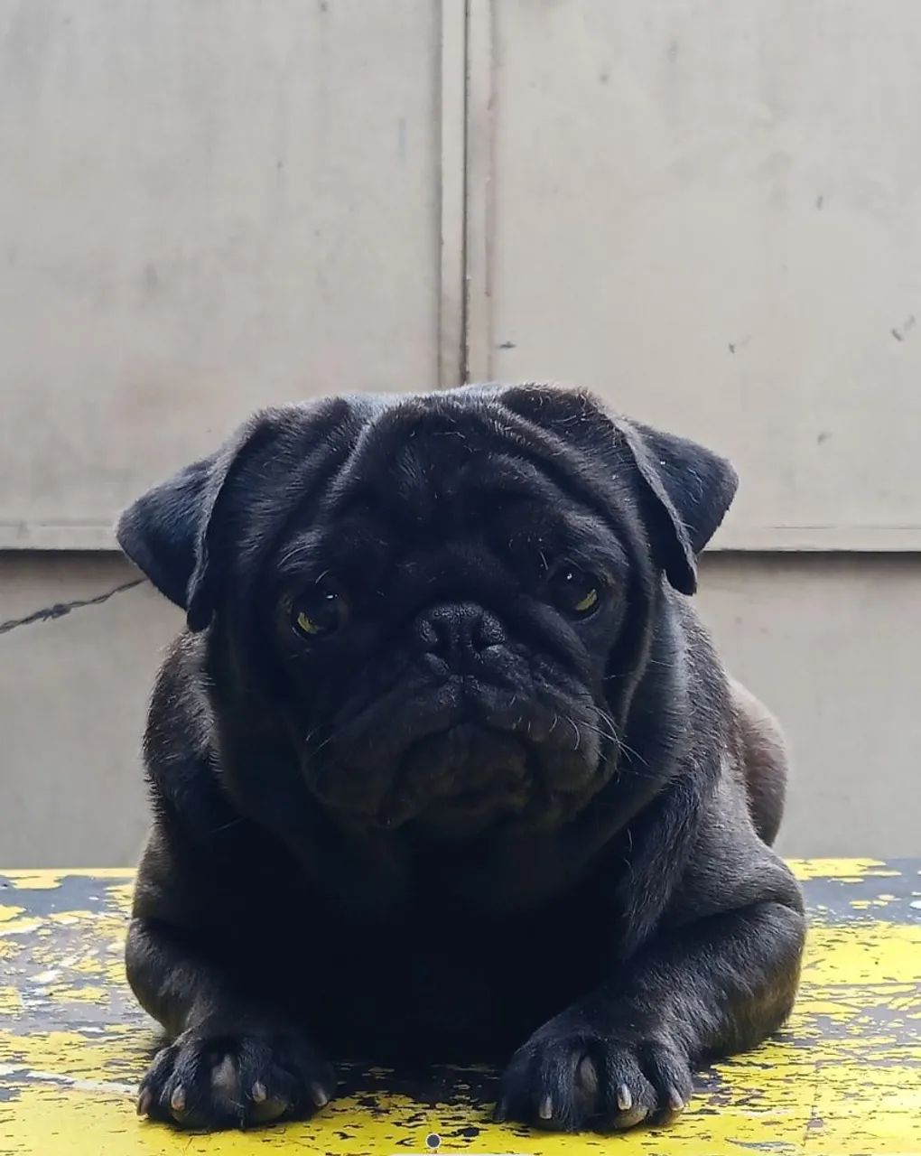 Pug MaCho 