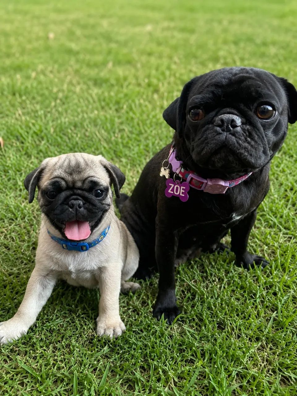 Pug Macho - Foto 5