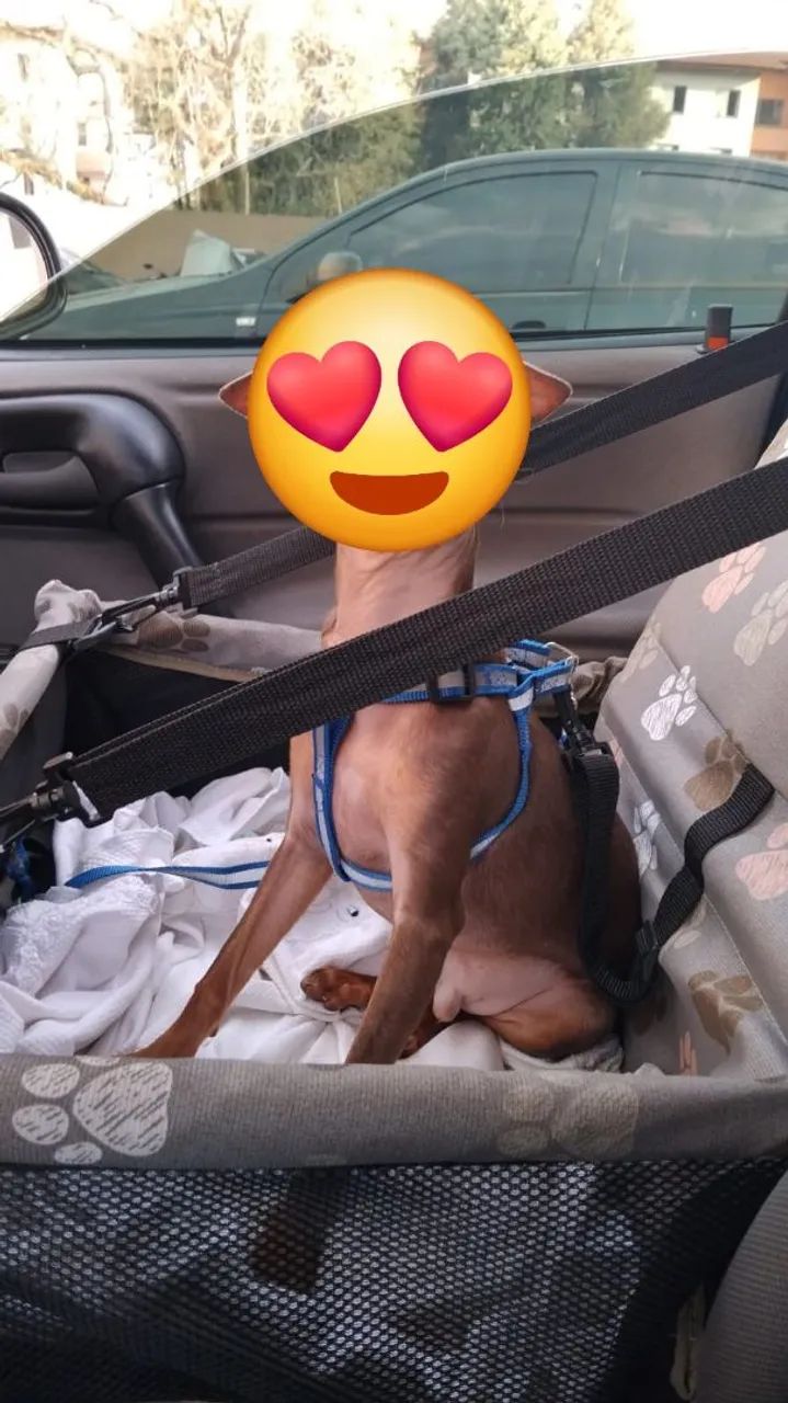 Assento Pet para carro