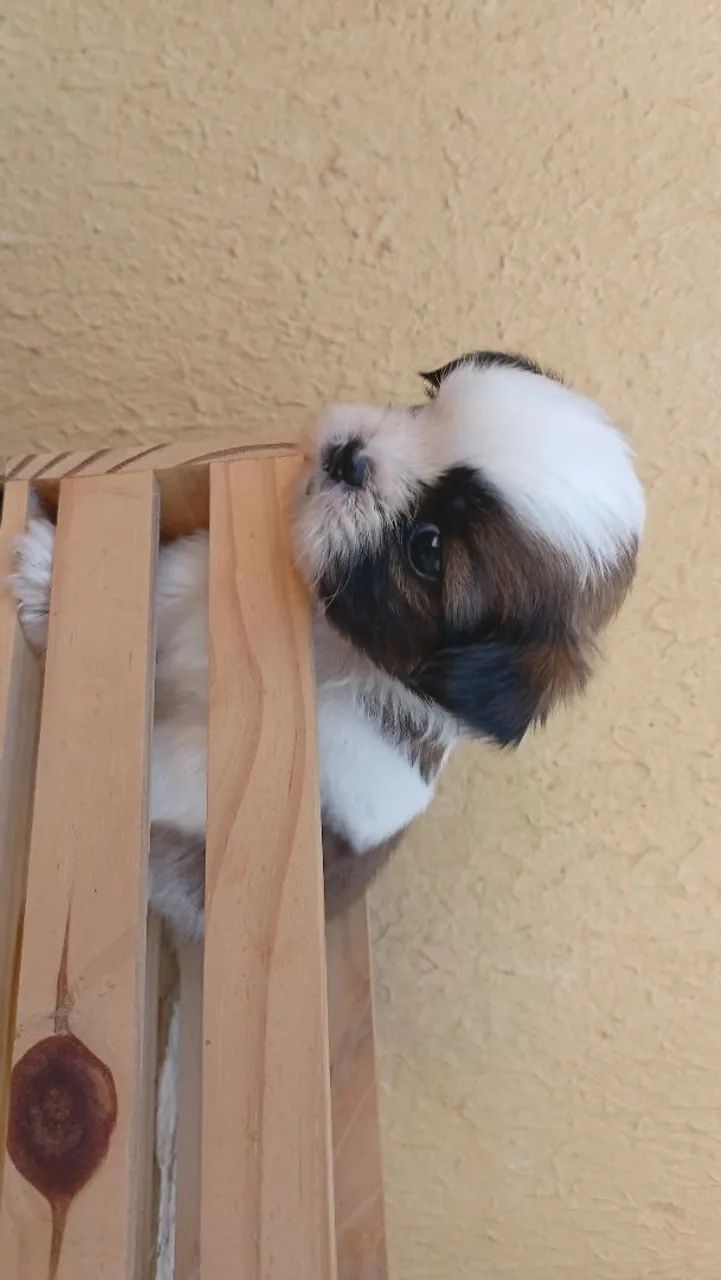 SHIHTZU MACHO - Foto 3