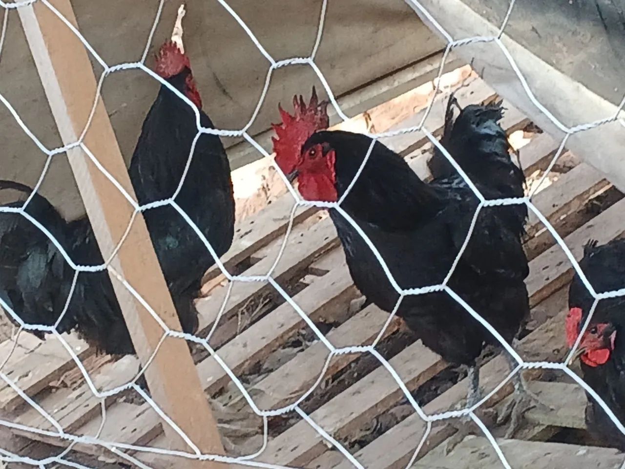 Vendo galinha de raça 