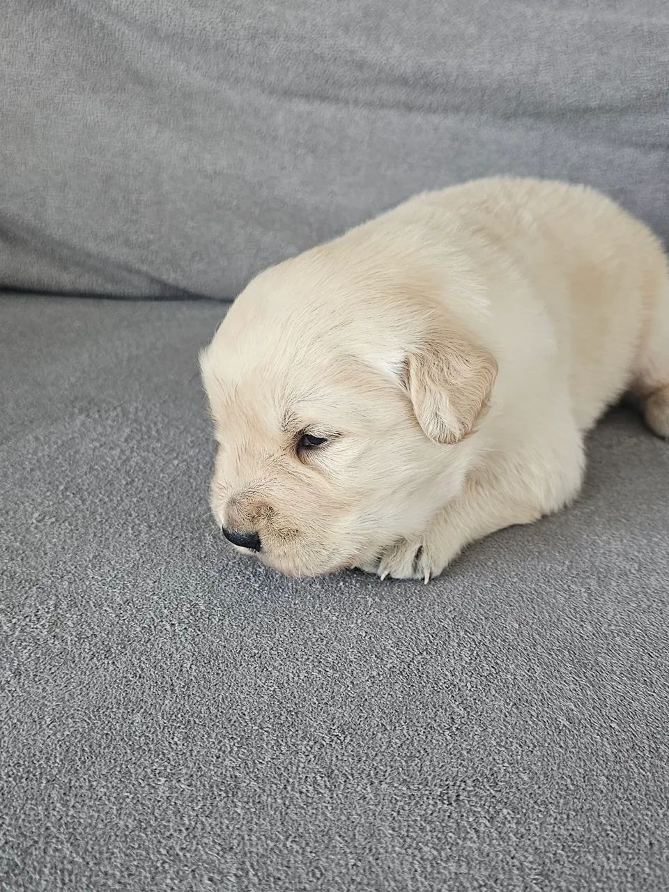 GOLDEN RETRIVIER MACHO - Foto 4