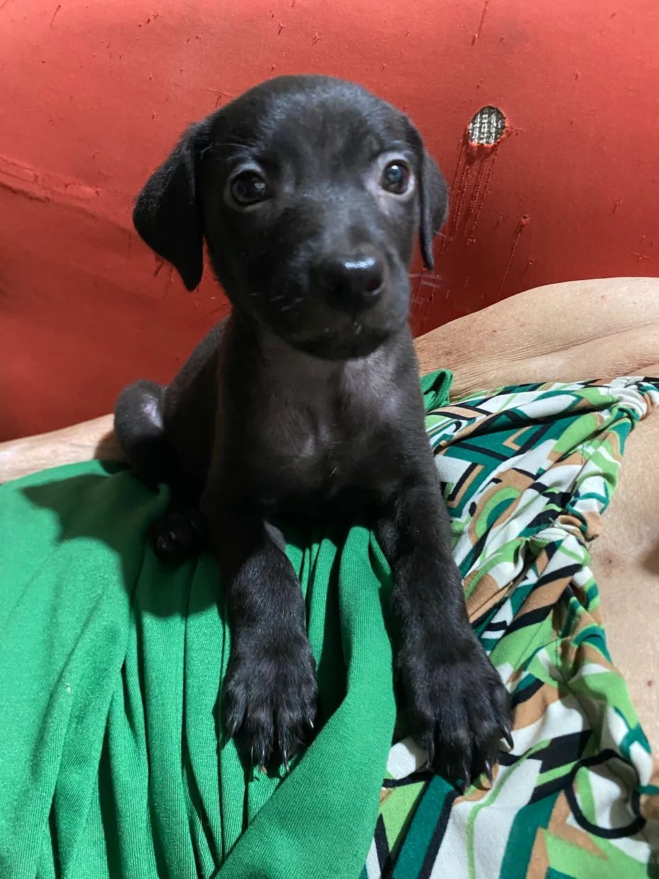Adoção responsável  - Foto 3