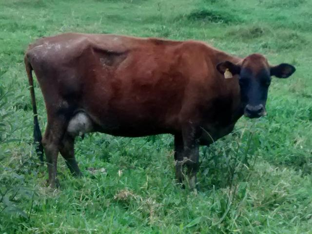 Vaca Gersi