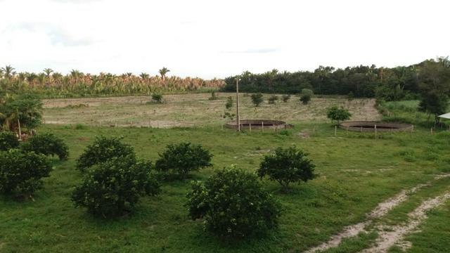 Fazenda montada em Itapecuru-Ma, 200 hectares,margeada pelo Rio Itapecuru! - Foto 4