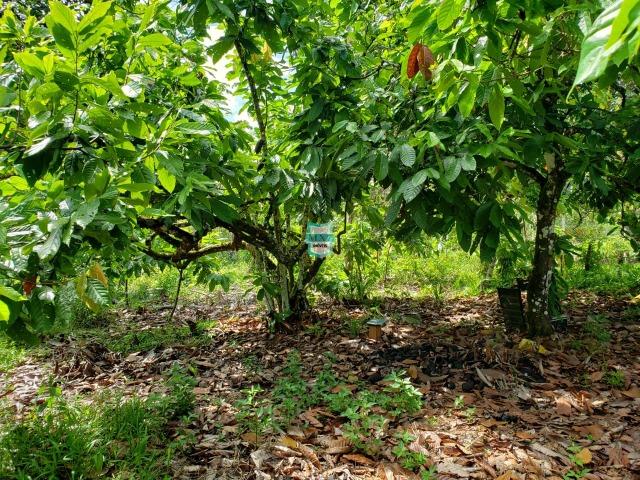 Ubaitaba. Fazenda de oportunidade. São 527 Hectares - Foto 15