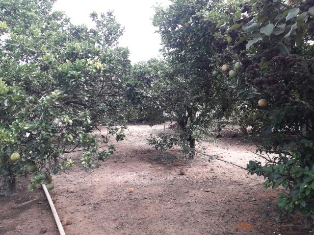Imperdível fazenda em Roraima Caroebe - Foto 10