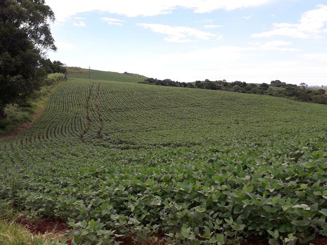 Fazenda 115 alq Palmital Pr