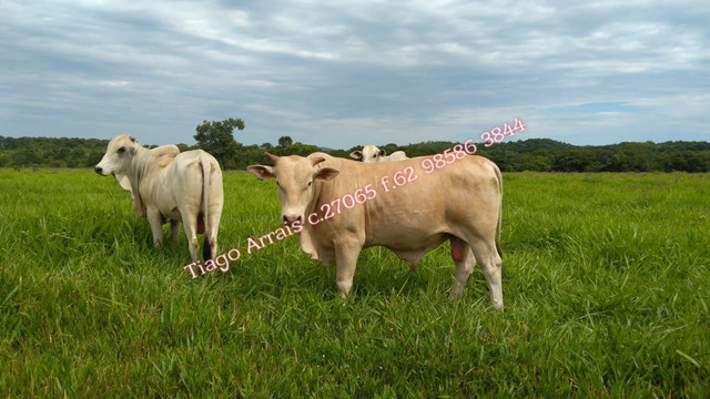 Fazenda 175 alq Mozarlândia - Foto 2