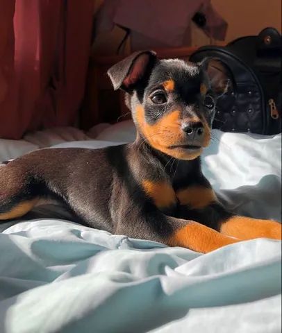 Pinscher filhotes disponíveis 