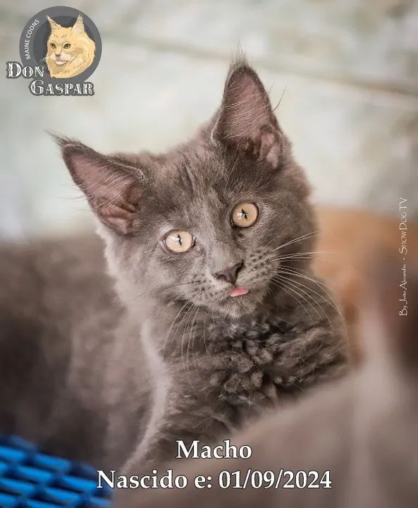 MAINE COONs filhotes (fotos reais) - Foto 3