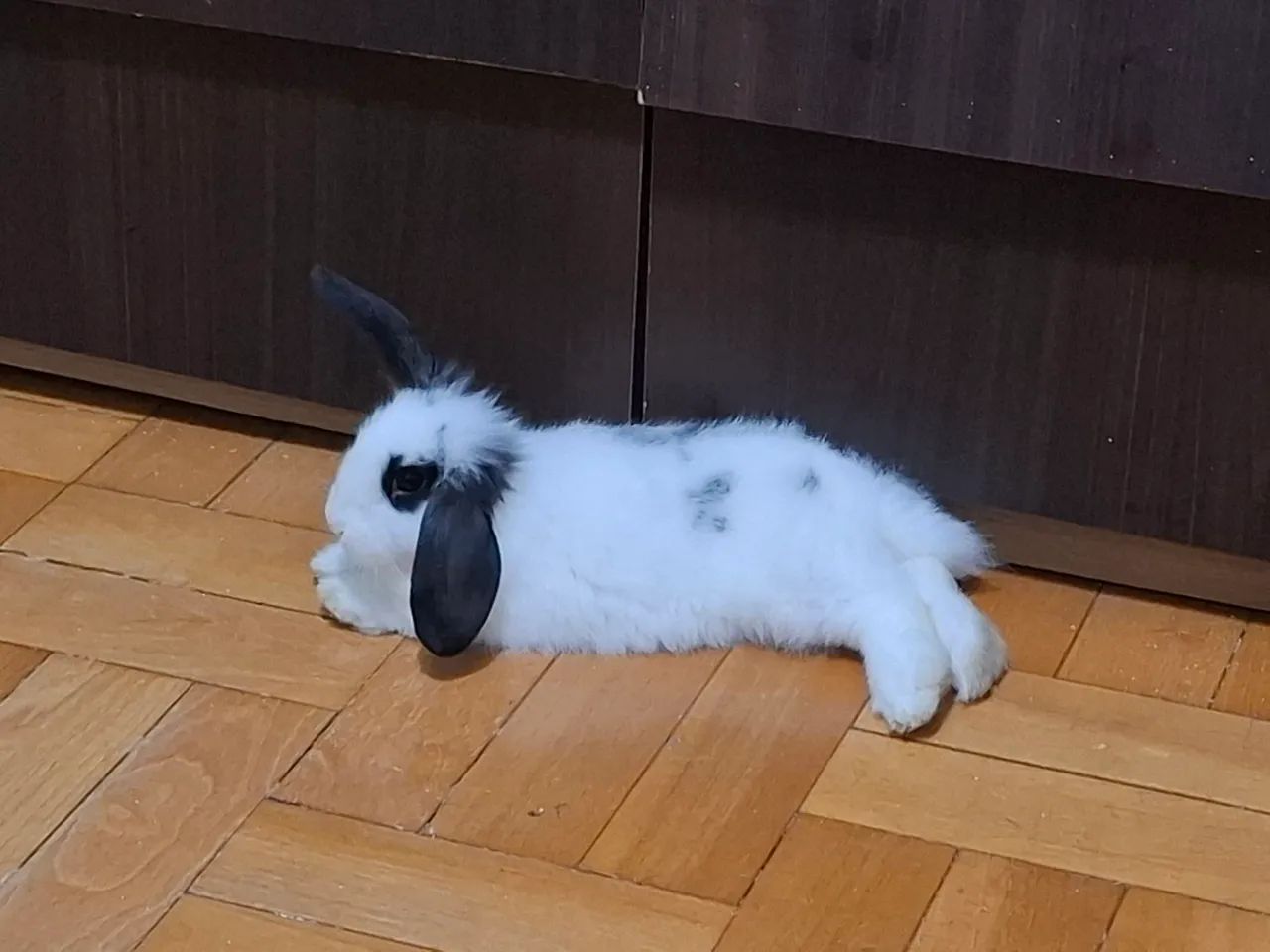 Coelha mini lop - Foto 2