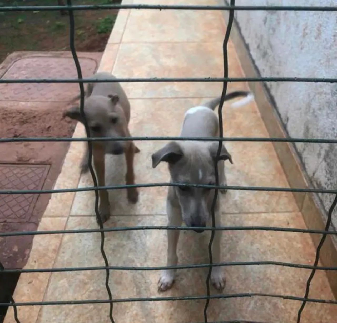 Galgos Italianos - Lindos Filhotes - Foto 6