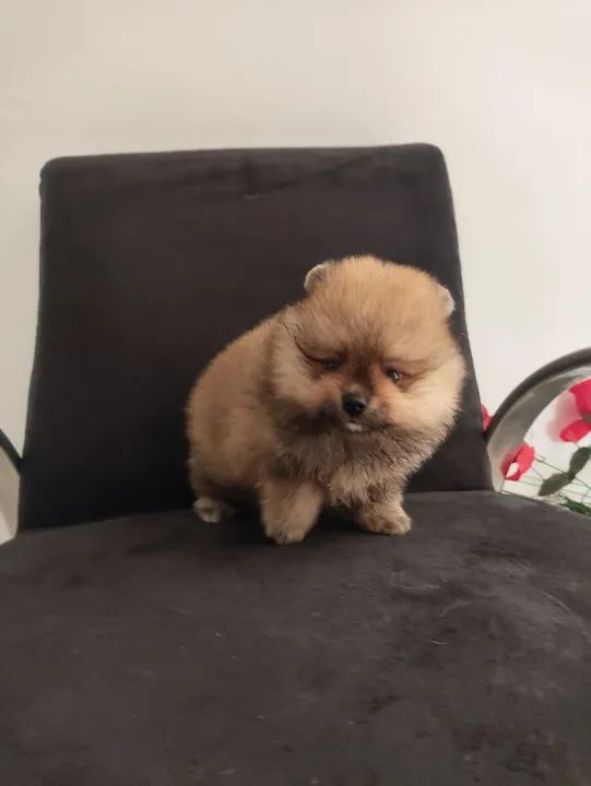 Spitz alemão anão (Pomerânia) - Foto 2