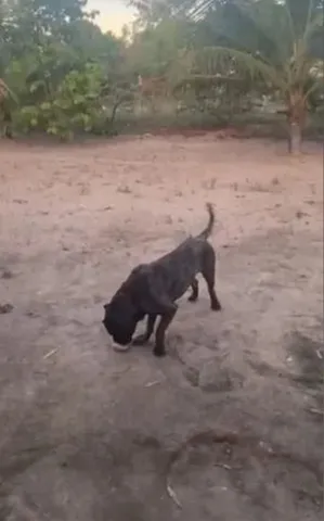 cane corso italiano  Corso do bastão, Cães grandes, Cachorro