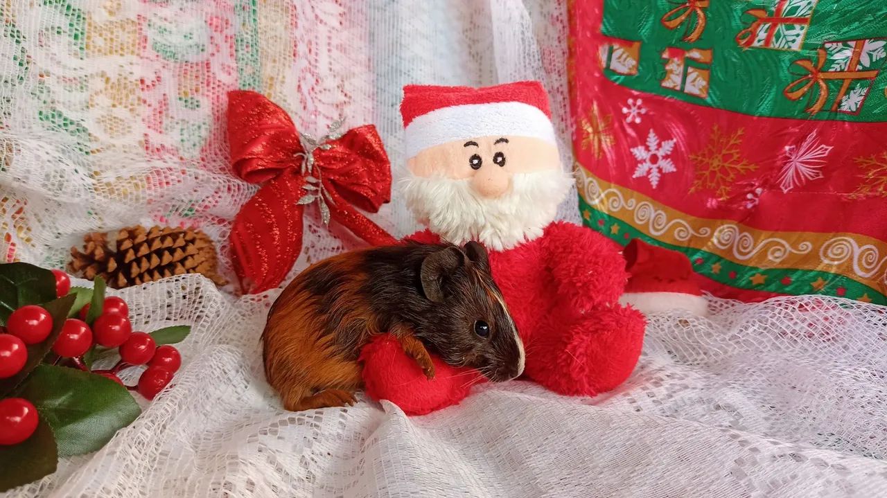 Porquinha da índia fêmea 