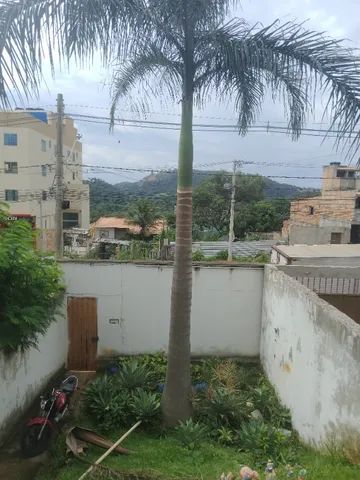 Palmeira  - Foto 2