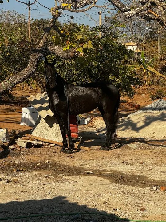 Égua Mangalarga Marchador - Foto 3
