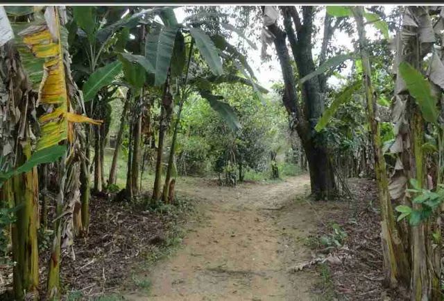 Vendo Chácara com 9.600 mts aproximadamente  - Foto 5