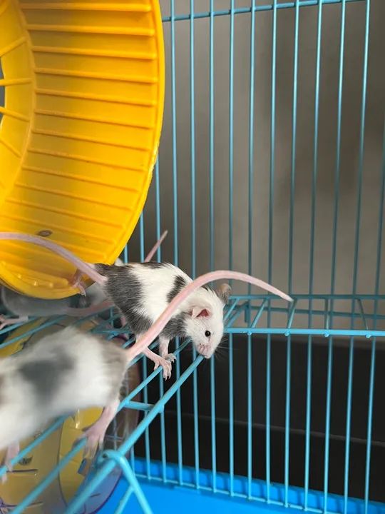 Hamster Camundongo  - Foto 2