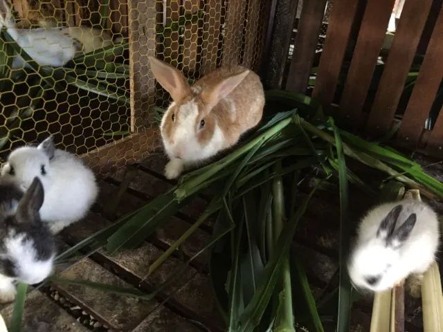 Vendo Coelhos - Foto 4