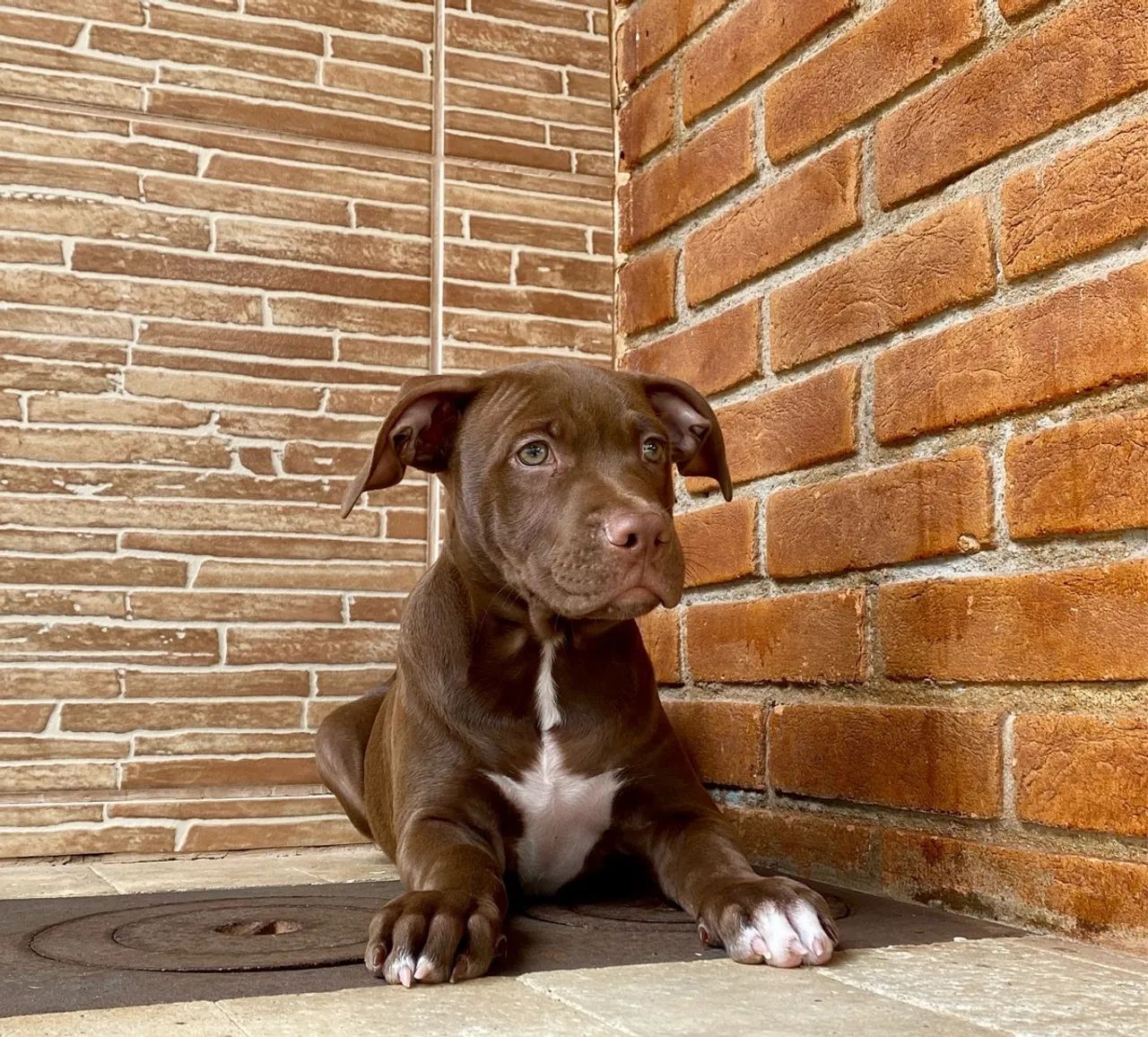 Pitbull Chocolate preço imperdível macho  - Foto 6