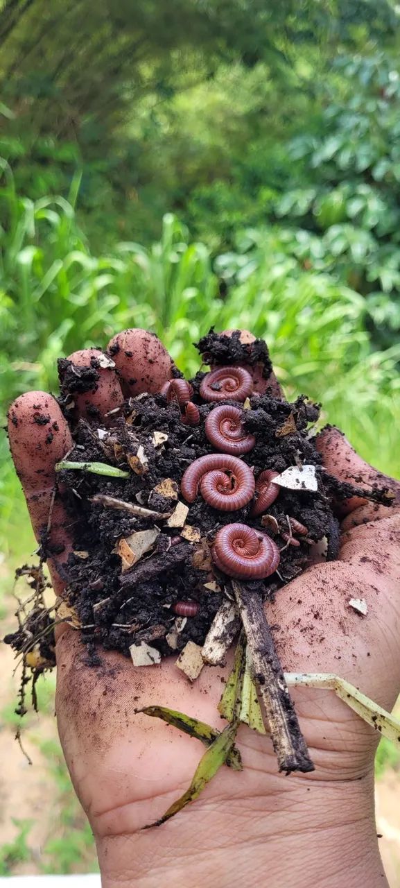 Gongolos para Compostagem  - Foto 4