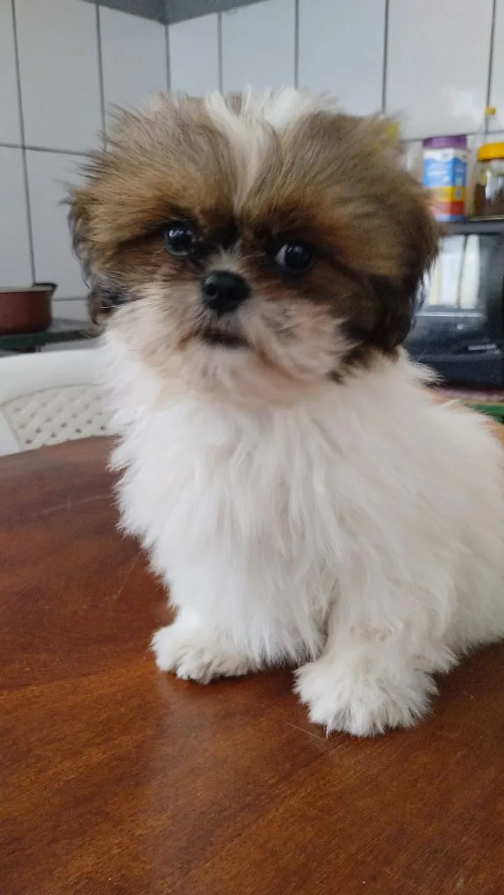 Filhote Shih Tzu