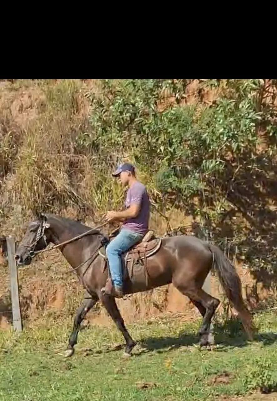 ÉGUA MARCHA PICADA (prenha de garanhão homozigoto) - Foto 3