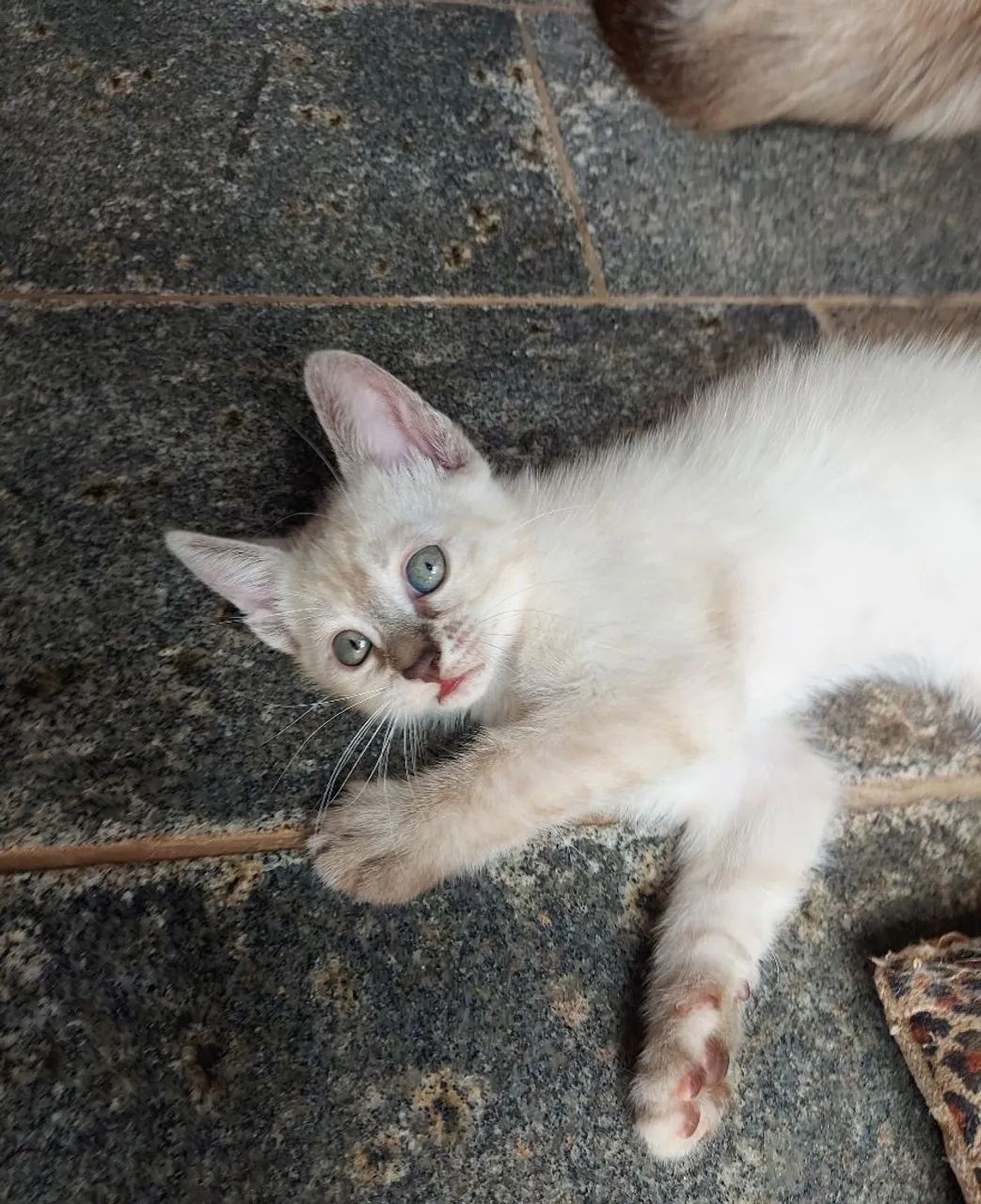 Adoção Gatinha  - Foto 2