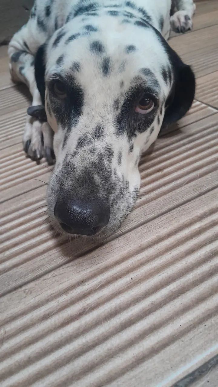 Doação de dalmata pura  - Foto 2