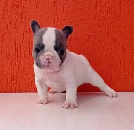 Bulldog francês com muitas variedades 