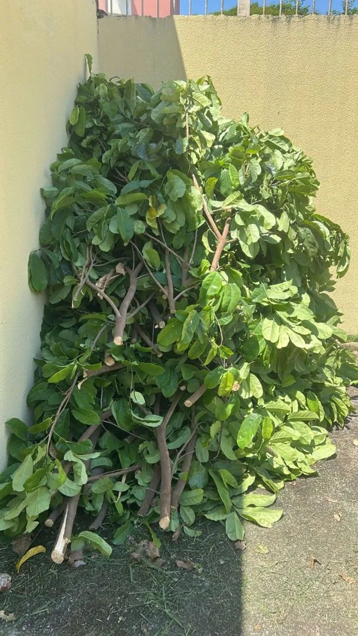Retirada de poda  - Foto 2