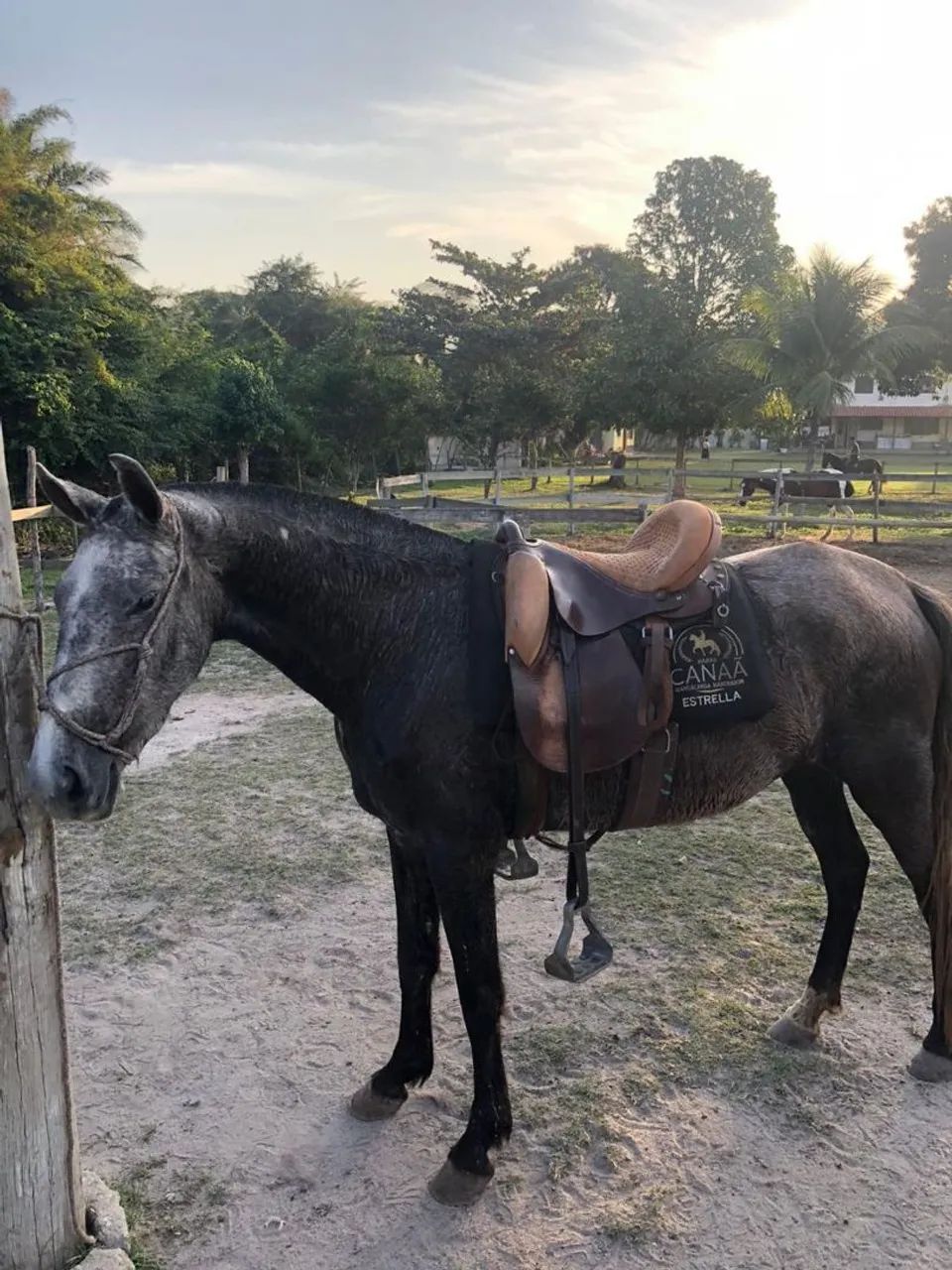 Égua mangalarga  - Foto 2