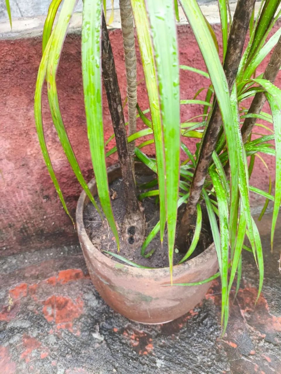 Planta dracena marginais de borda vermelha  - Foto 3