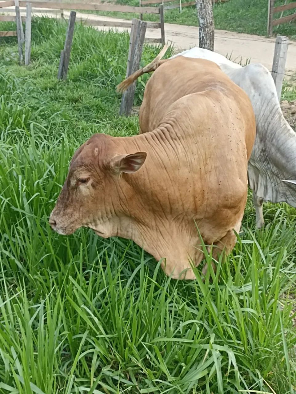 VENDO FAZENDA