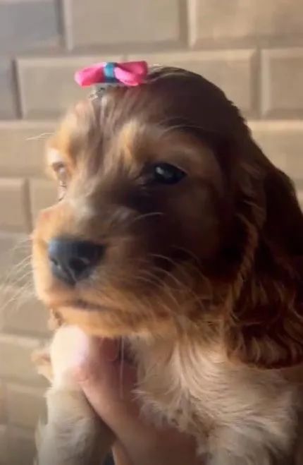 Cocker spaniel inglês excelente linhagem
