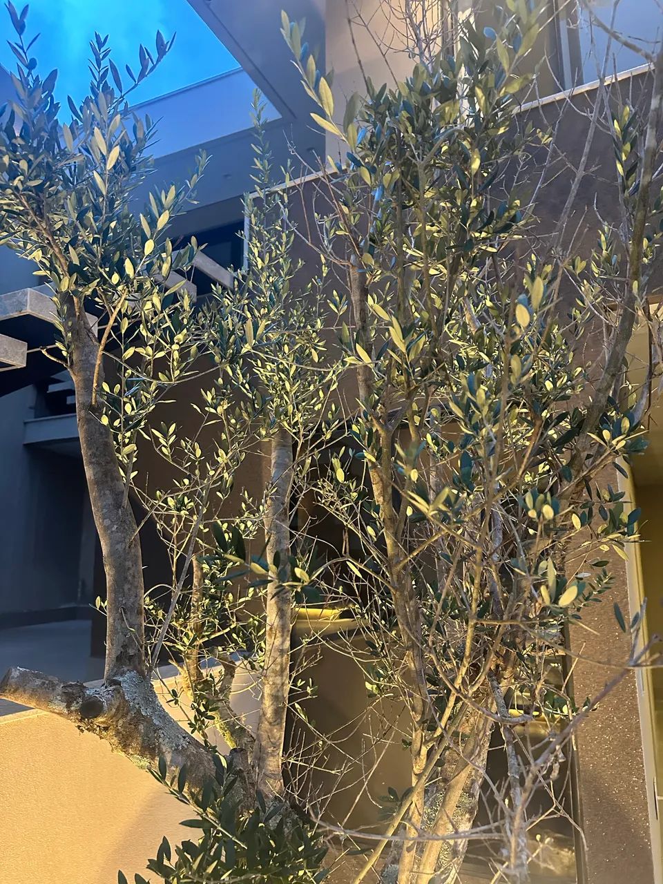 Oliveira, árvore santa - Foto 4