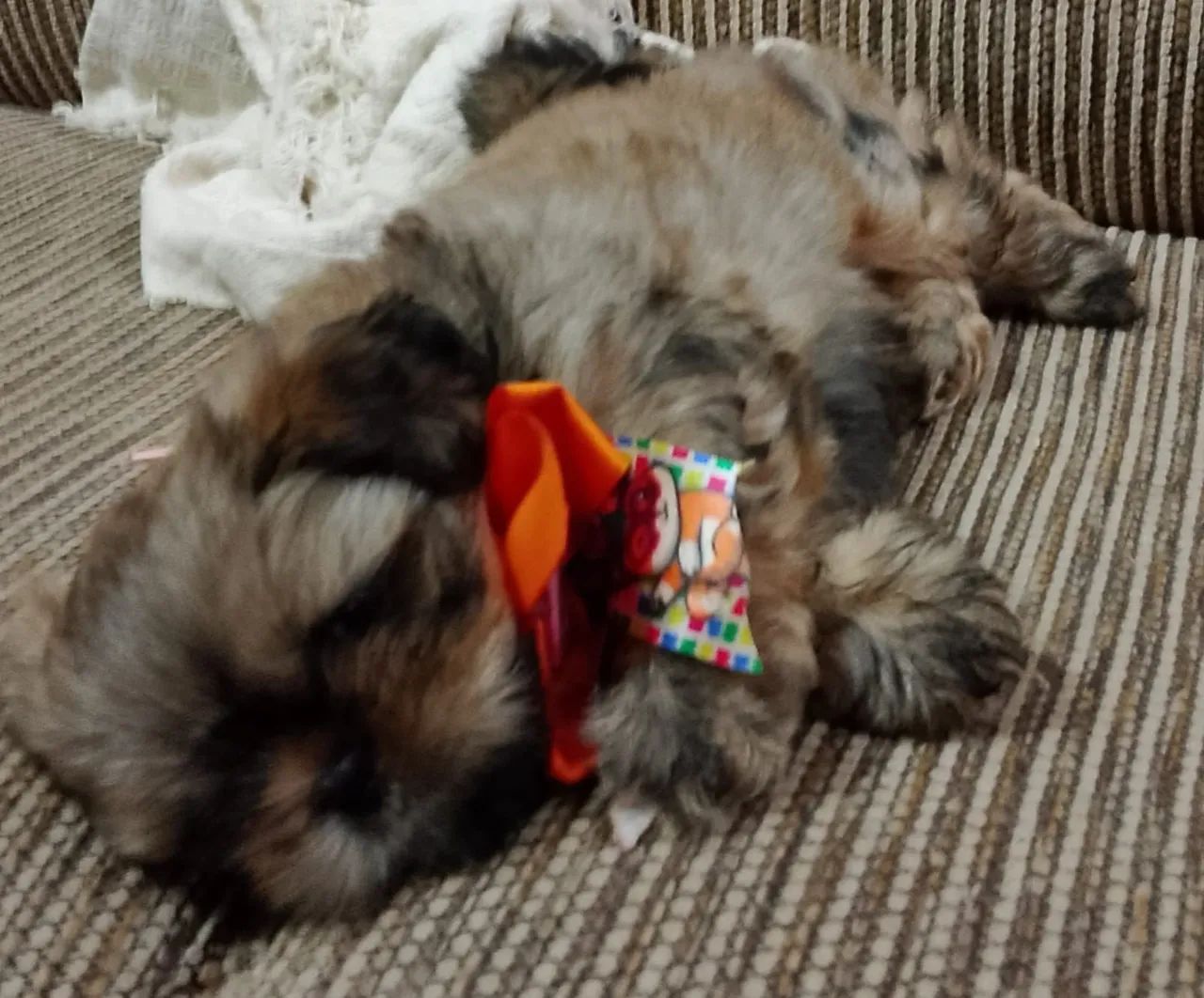 Filhote de shitzu macho  - Foto 2