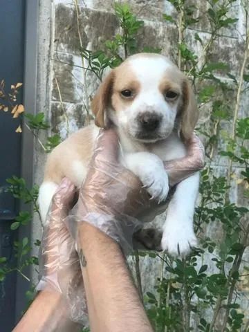 Beagle 13 polegadas- Fêmea e macho bicolor com 61 dias-Dani