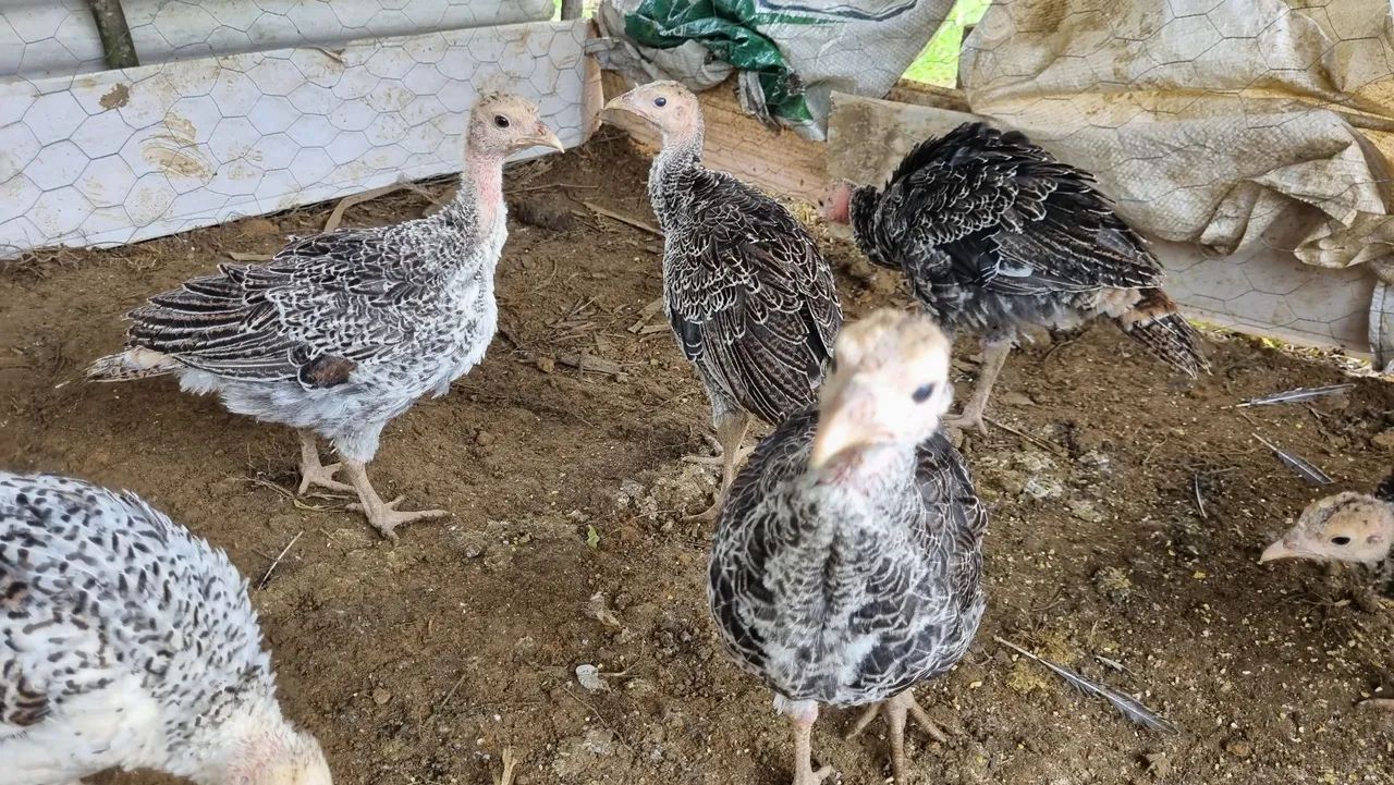 Peru - filhotes - 160 o casal - Foto 2